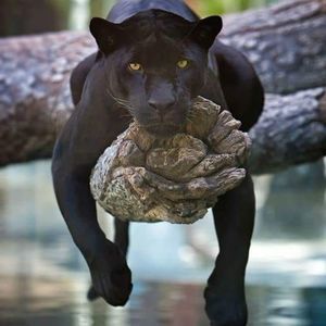 Meet your Posher, Liping